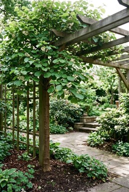 Actinidia deliciosa 'Minki Male'® gestokt