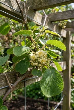 Actinidia deliciosa 'Minki Male'® gestokt
