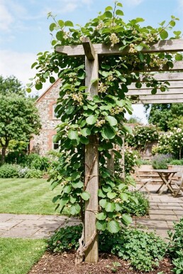 Actinidia deliciosa Solissimo® gestokt