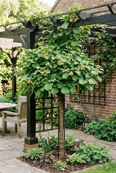Actinidia deliciosa 'Solo' gestokt