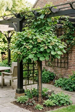 Actinidia deliciosa 'Solo' gestokt