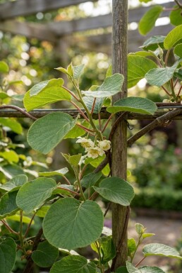 Actinidia deliciosa 'Solo' gestokt
