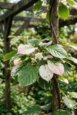 Actinidia kolomikta gestokt