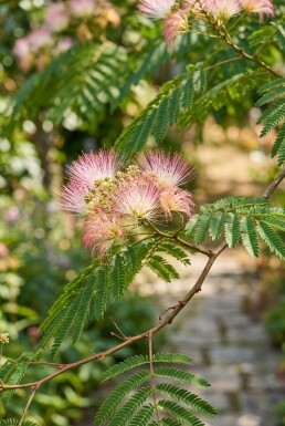 Albizia julibrissin 'Ombrella' op stam
