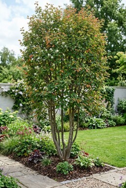 Amelanchier canadensis 'Rainbow Pillar' Meerstammig