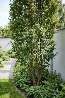 Amelanchier canadensis 'Rainbow Pillar' Meerstammig