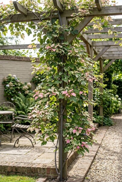 Ampelopsis glandulosa 'Elegans' gestokt