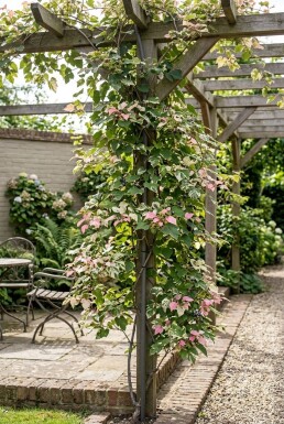 Ampelopsis glandulosa 'Elegans' gestokt