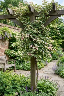 Ampelopsis glandulosa 'Elegans' gestokt