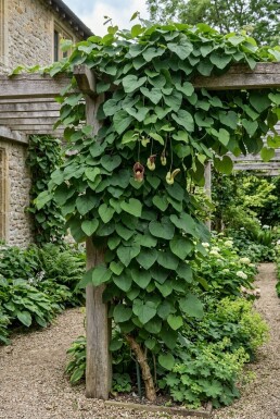 Aristolochia macrophylla gestokt