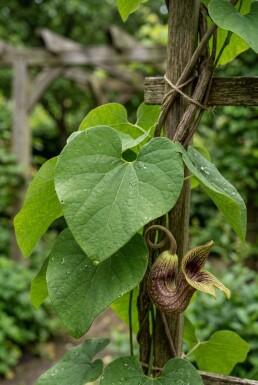 Aristolochia macrophylla gestokt