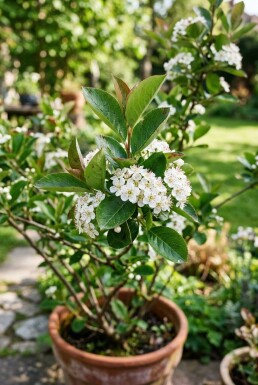 Aronia melanocarpa Struik C5