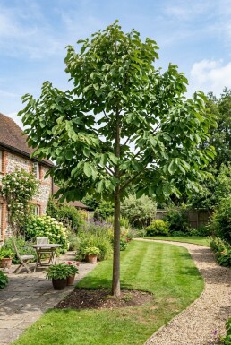 Asimina triloba Hoogstam