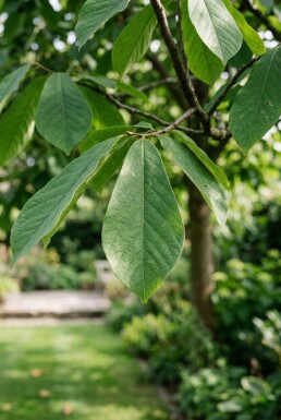 Asimina triloba Hoogstam