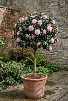Camellia japonica 'Burnside' op stam