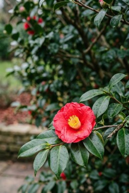 Camellia vernalis 'Yuletide' Struik