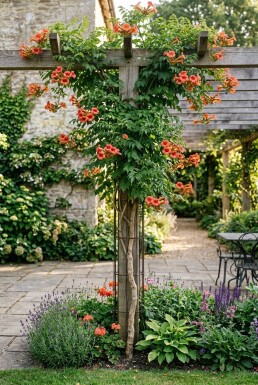 Campsis radicans gestokt