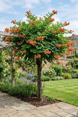 Campsis tagliabuana 'Indian Summer' Halfstam