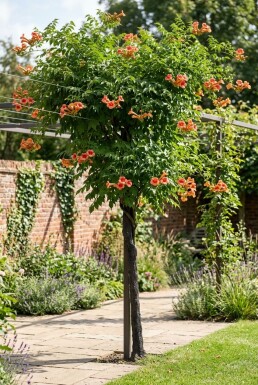 Campsis tagliabuana 'Indian Summer' Halfstam