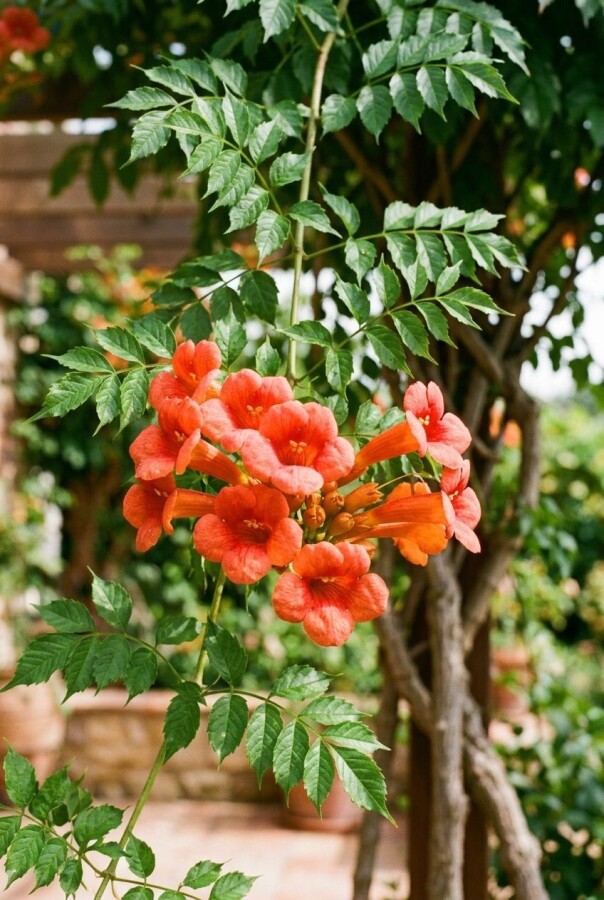 Campsis tagliabuana 'Indian Summer' Halfstam