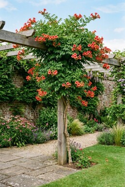 Campsis tagliabuana 'Mme Galen' gestokt