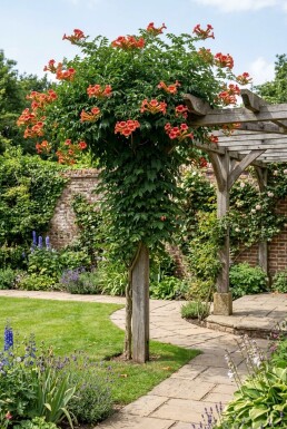 Campsis tagliabuana 'Mme Galen' gestokt