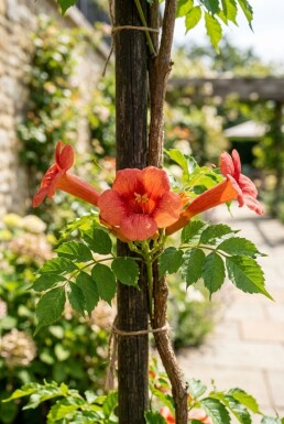 Campsis tagliabuana 'Mme Galen' gestokt