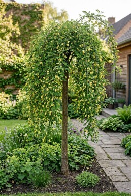 Caragana arborescens 'Pendula' Halfstam