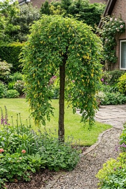 Caragana arborescens 'Pendula' Halfstam