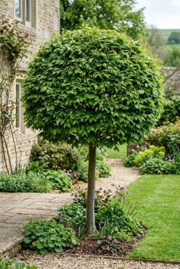 Carpinus betulus bol Bol