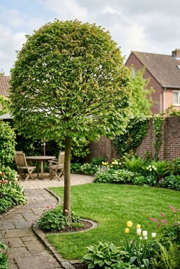 Carpinus betulus bol Bol