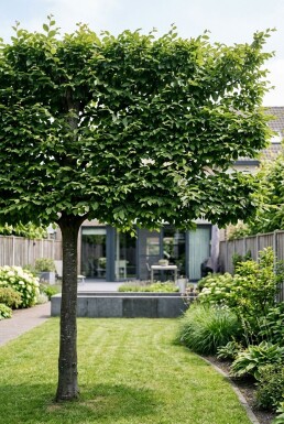 Carpinus betulus Scherm