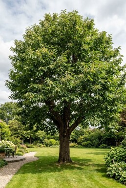 Castanea sativa Laagstam