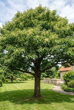 Castanea sativa Laagstam