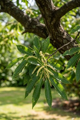 Castanea sativa Laagstam