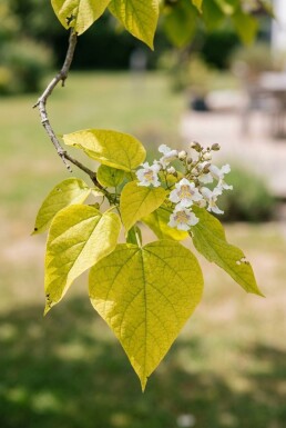 Catalpa bignonioides 'Aurea' op stam