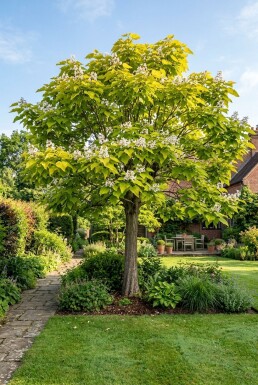 Catalpa bignonioides 'Aurea' Halfstam