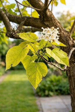 Catalpa bignonioides 'Aurea' Halfstam