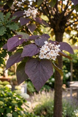 Catalpa erubescens 'Purpurea' Halfstam