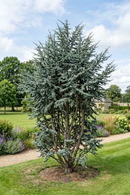 Cedrus atlantica 'Glauca' Struik