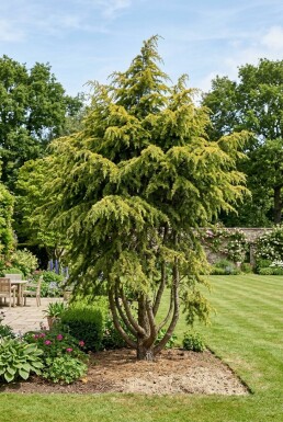 Cedrus deodara 'Aurea' Struik