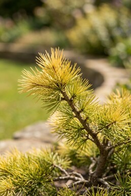 Cedrus deodara 'Aurea' Struik