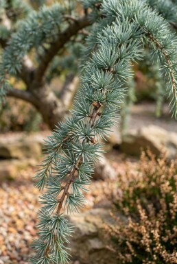 Cedrus deodara 'Feelin' Blue'
