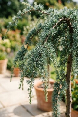 Cedrus deodara 'Feelin' Blue' op stam