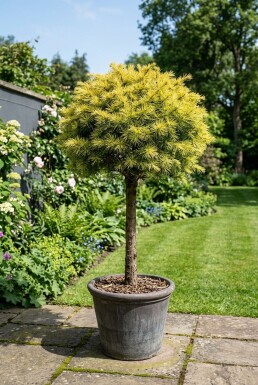 Cedrus deodara 'Lime Glow' op stam