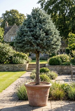 Cedrus libani 'Glauca' op stam