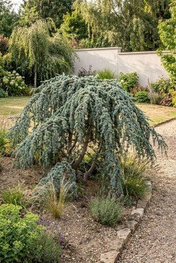 Cedrus libani 'Glauca Pendula' Struik