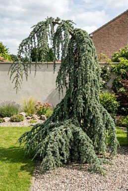 Cedrus libani 'Glauca Pendula' Struik