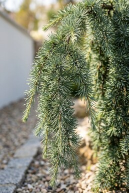 Cedrus libani 'Glauca Pendula' Struik