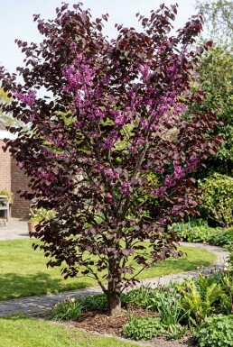 Cercis canadensis 'Forest Pansy' Beveerd